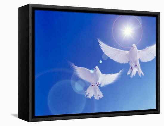 Two Doves Side by Side with Wings Outstretched in Flight with Brilliant Light And Blue Sky-null-Framed Stretched Canvas