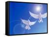 Two Doves Side by Side with Wings Outstretched in Flight with Brilliant Light And Blue Sky-null-Framed Stretched Canvas