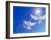 Two Doves Side by Side with Wings Outstretched in Flight with Brilliant Light And Blue Sky-null-Framed Photographic Print