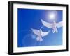 Two Doves Side by Side with Wings Outstretched in Flight with Brilliant Light And Blue Sky-null-Framed Photographic Print