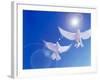 Two Doves Side by Side with Wings Outstretched in Flight with Brilliant Light And Blue Sky-null-Framed Photographic Print