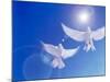 Two Doves Side by Side with Wings Outstretched in Flight with Brilliant Light And Blue Sky-null-Mounted Photographic Print