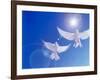 Two Doves Side by Side with Wings Outstretched in Flight with Brilliant Light And Blue Sky-null-Framed Photographic Print