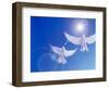 Two Doves Side by Side with Wings Outstretched in Flight with Brilliant Light And Blue Sky-null-Framed Photographic Print