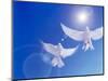 Two Doves Side by Side with Wings Outstretched in Flight with Brilliant Light And Blue Sky-null-Mounted Photographic Print