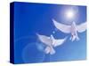 Two Doves Side by Side with Wings Outstretched in Flight with Brilliant Light And Blue Sky-null-Stretched Canvas