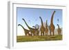 Two Dracorex Dinosaurs Walk in Front of a Malawisaurus Herd-Stocktrek Images-Framed Art Print