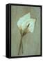 Two Dried Flowerheads of Arum or Calla Lily or Zantedeschia Aethiopica Crowborough Lying-Den Reader-Framed Stretched Canvas