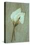 Two Dried Flowerheads of Arum or Calla Lily or Zantedeschia Aethiopica Crowborough Lying-Den Reader-Stretched Canvas