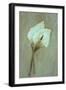 Two Dried Flowerheads of Arum or Calla Lily or Zantedeschia Aethiopica Crowborough Lying-Den Reader-Framed Photographic Print