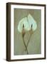 Two Dried Flowerheads of Arum or Calla Lily or Zantedeschia Aethiopica Crowborough Lying-Den Reader-Framed Photographic Print