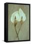 Two Dried Flowerheads of Arum or Calla Lily or Zantedeschia Aethiopica Crowborough Lying-Den Reader-Framed Stretched Canvas