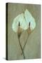 Two Dried Flowerheads of Arum or Calla Lily or Zantedeschia Aethiopica Crowborough Lying-Den Reader-Stretched Canvas