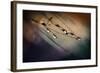 Two Droplets-Ursula Abresch-Framed Photographic Print