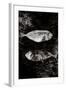 Two Dry Fishlying on a Piece of Elephant Paper-Torsten Richter-Framed Photographic Print