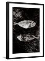 Two Dry Fishlying on a Piece of Elephant Paper-Torsten Richter-Framed Photographic Print