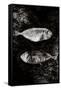 Two Dry Fishlying on a Piece of Elephant Paper-Torsten Richter-Framed Stretched Canvas