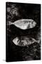 Two Dry Fishlying on a Piece of Elephant Paper-Torsten Richter-Stretched Canvas