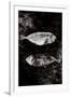 Two Dry Fishlying on a Piece of Elephant Paper-Torsten Richter-Framed Photographic Print