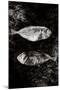 Two Dry Fishlying on a Piece of Elephant Paper-Torsten Richter-Mounted Photographic Print