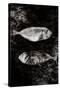 Two Dry Fishlying on a Piece of Elephant Paper-Torsten Richter-Stretched Canvas