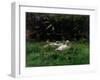 Two Ducks and a Few Chickens in the Grass Near the Waterfront-Willem Maris-Framed Art Print