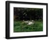 Two Ducks and a Few Chickens in the Grass Near the Waterfront-Willem Maris-Framed Art Print