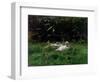 Two Ducks and a Few Chickens in the Grass Near the Waterfront-Willem Maris-Framed Art Print