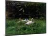 Two Ducks and a Few Chickens in the Grass Near the Waterfront-Willem Maris-Mounted Art Print
