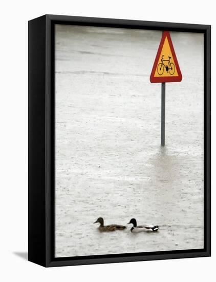 Two Ducks Swim Past a Traffic Sign in a Flooded Street Near the Sava River, in Belgrade-null-Framed Stretched Canvas