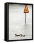 Two Ducks Swim Past a Traffic Sign in a Flooded Street Near the Sava River, in Belgrade-null-Framed Stretched Canvas