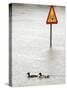Two Ducks Swim Past a Traffic Sign in a Flooded Street Near the Sava River, in Belgrade-null-Stretched Canvas