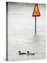 Two Ducks Swim Past a Traffic Sign in a Flooded Street Near the Sava River, in Belgrade-null-Stretched Canvas