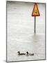 Two Ducks Swim Past a Traffic Sign in a Flooded Street Near the Sava River, in Belgrade-null-Mounted Photographic Print