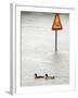 Two Ducks Swim Past a Traffic Sign in a Flooded Street Near the Sava River, in Belgrade-null-Framed Photographic Print