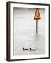 Two Ducks Swim Past a Traffic Sign in a Flooded Street Near the Sava River, in Belgrade-null-Framed Photographic Print