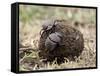 Two Dung Beetles Atop a Ball of Dung, Serengeti National Park, Tanzania, East Africa, Africa-James Hager-Framed Stretched Canvas