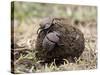 Two Dung Beetles Atop a Ball of Dung, Serengeti National Park, Tanzania, East Africa, Africa-James Hager-Stretched Canvas