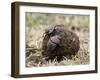 Two Dung Beetles Atop a Ball of Dung, Serengeti National Park, Tanzania, East Africa, Africa-James Hager-Framed Photographic Print