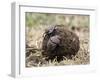 Two Dung Beetles Atop a Ball of Dung, Serengeti National Park, Tanzania, East Africa, Africa-James Hager-Framed Photographic Print