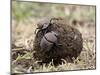 Two Dung Beetles Atop a Ball of Dung, Serengeti National Park, Tanzania, East Africa, Africa-James Hager-Mounted Photographic Print