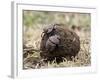 Two Dung Beetles Atop a Ball of Dung, Serengeti National Park, Tanzania, East Africa, Africa-James Hager-Framed Photographic Print