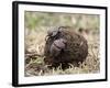 Two Dung Beetles Atop a Ball of Dung, Serengeti National Park, Tanzania, East Africa, Africa-James Hager-Framed Photographic Print