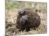 Two Dung Beetles Atop a Ball of Dung, Serengeti National Park, Tanzania, East Africa, Africa-James Hager-Mounted Photographic Print