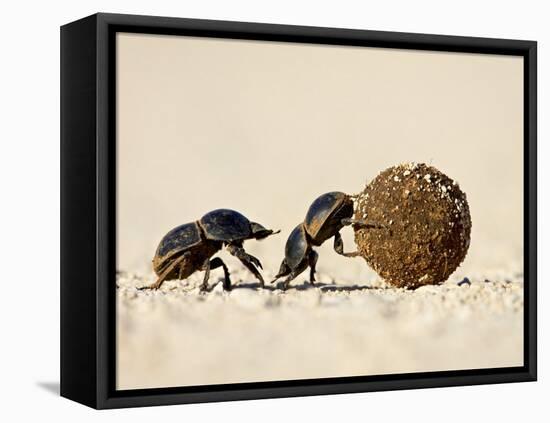 Two Dung Beetles Rolling a Dung Ball, Addo Elephant National Park, South Africa, Africa-James Hager-Framed Stretched Canvas