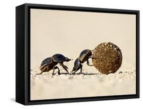 Two Dung Beetles Rolling a Dung Ball, Addo Elephant National Park, South Africa, Africa-James Hager-Framed Stretched Canvas