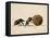 Two Dung Beetles Rolling a Dung Ball, Addo Elephant National Park, South Africa, Africa-James Hager-Framed Stretched Canvas