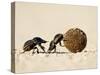 Two Dung Beetles Rolling a Dung Ball, Addo Elephant National Park, South Africa, Africa-James Hager-Stretched Canvas