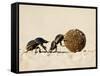 Two Dung Beetles Rolling a Dung Ball, Addo Elephant National Park, South Africa, Africa-James Hager-Framed Stretched Canvas