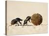 Two Dung Beetles Rolling a Dung Ball, Addo Elephant National Park, South Africa, Africa-James Hager-Stretched Canvas